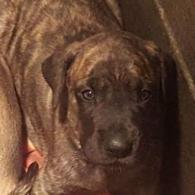 Brindle Female pups  (on-the-way) !
